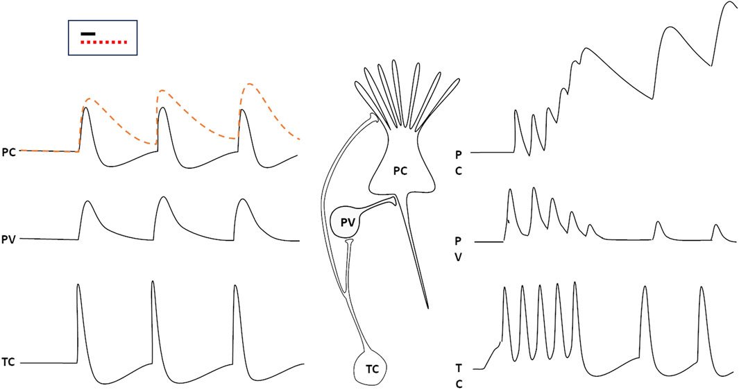 The emergence of identity, agency and consciousness from the temporal dynamics of neural elaboration